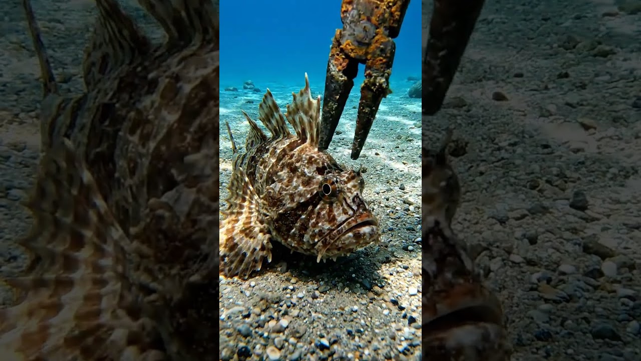 #spearfishing