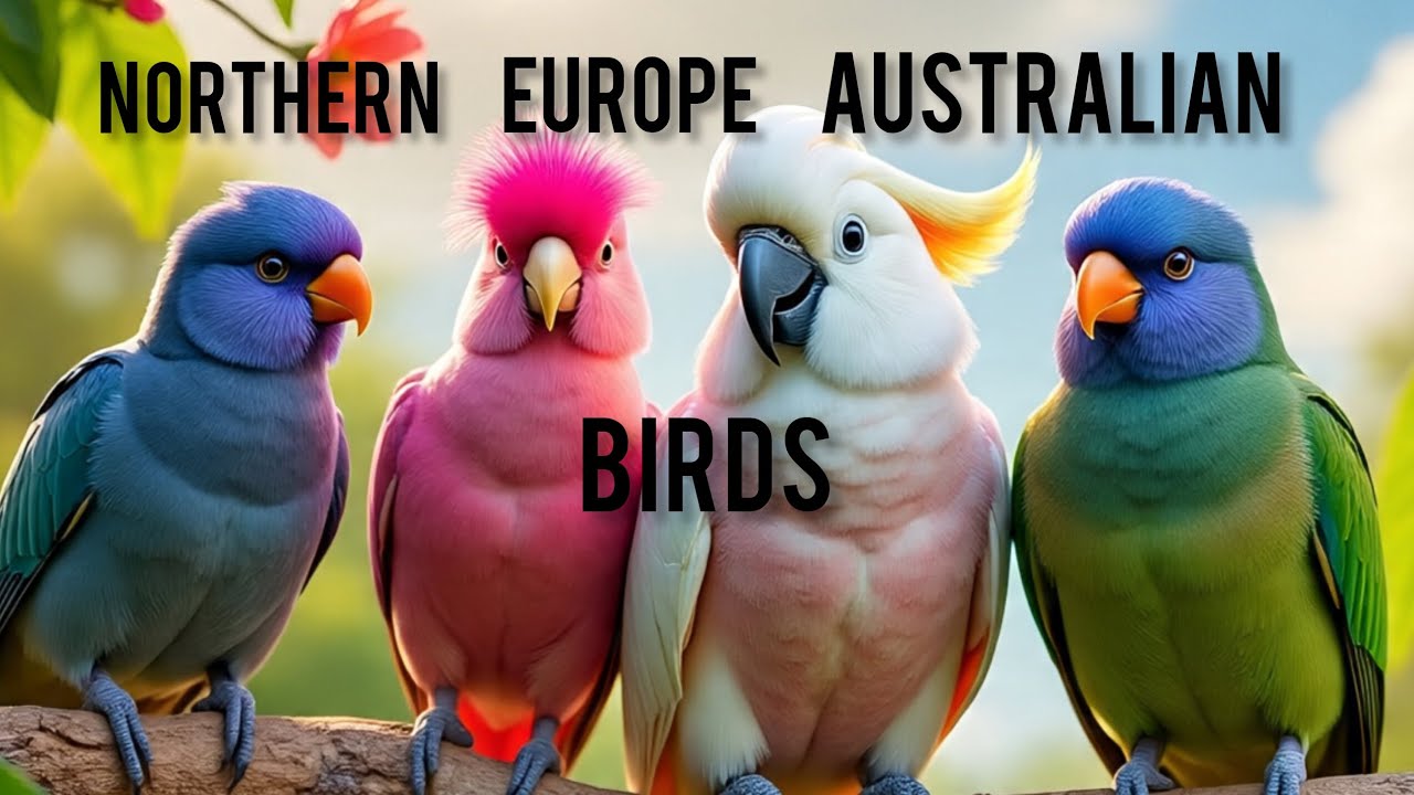 Northern, Europe and Australian birds with names 