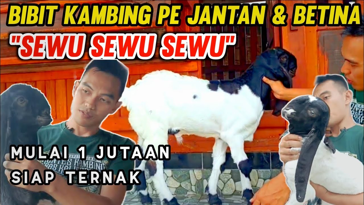 BIBIT CEMPE JANTAN & BETINA ‼️ HARGA KAMBING PE KALIGESING TERBARU