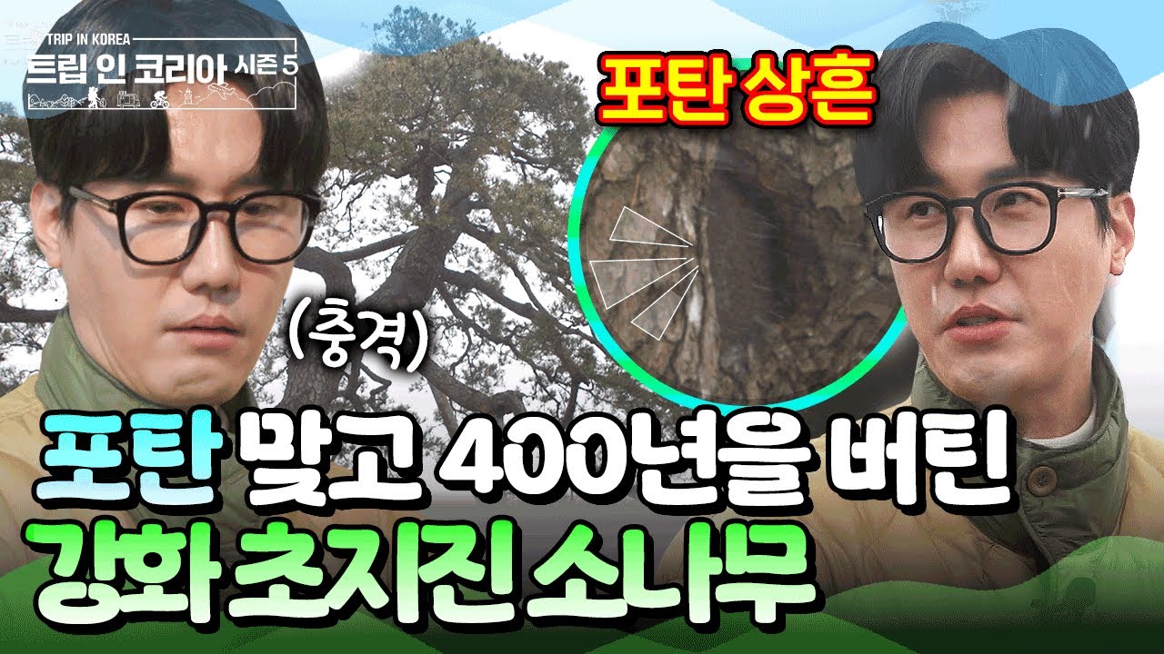 신성이 강화에서 발견한 소나무의 정체🌲?! 400년 전 이야기를 품은 초지진 소나무 #신성 #강화 #강화여행 | 트립인코리아5 강화 편