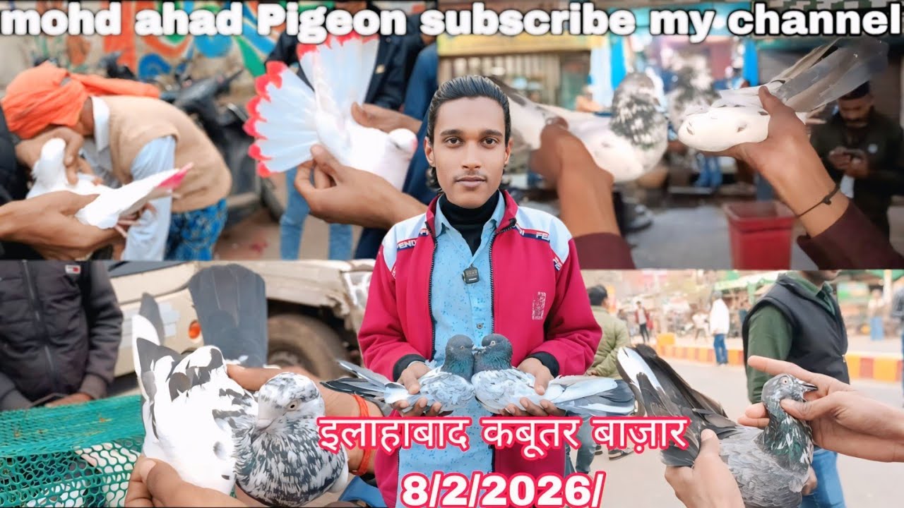Allahabad Pigeon Market Allahabad Kabutari Bazaar 8/2/2026/ #allahabad golden pigeon teddy kabutari