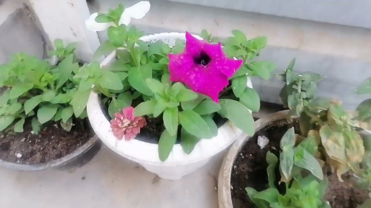 ورد البتونيا. النبات الموسمي الجميل#plants 