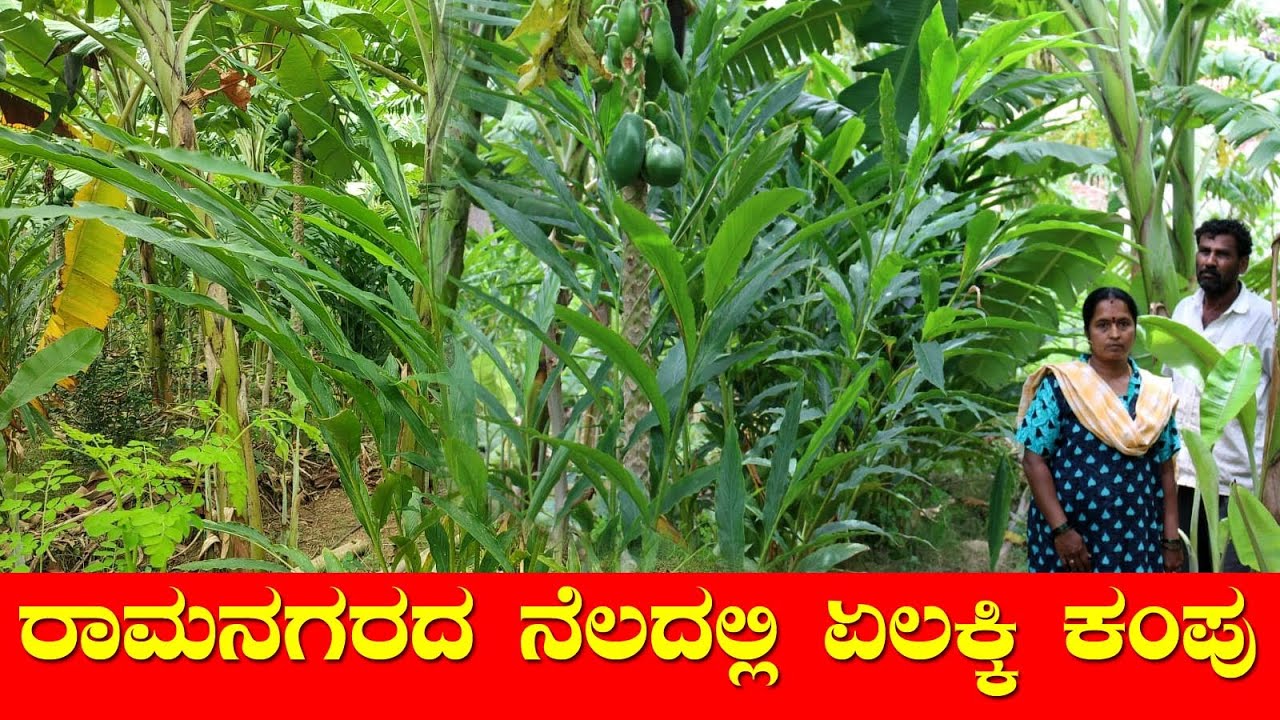 ರಾಮನಗರದ ನೆಲದಲ್ಲಿ ಏಲಕ್ಕಿ ಕಂಪು | Ramanagara Farmer grows Cardamom