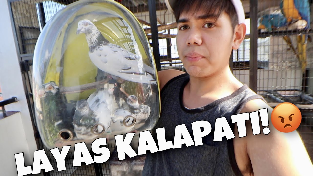 LAYAS NA MGA KALAPATI!!😡 Ang babaho kasi at maiingay ang mga mamahaling dagit! (BYE!) | Murillo Bros