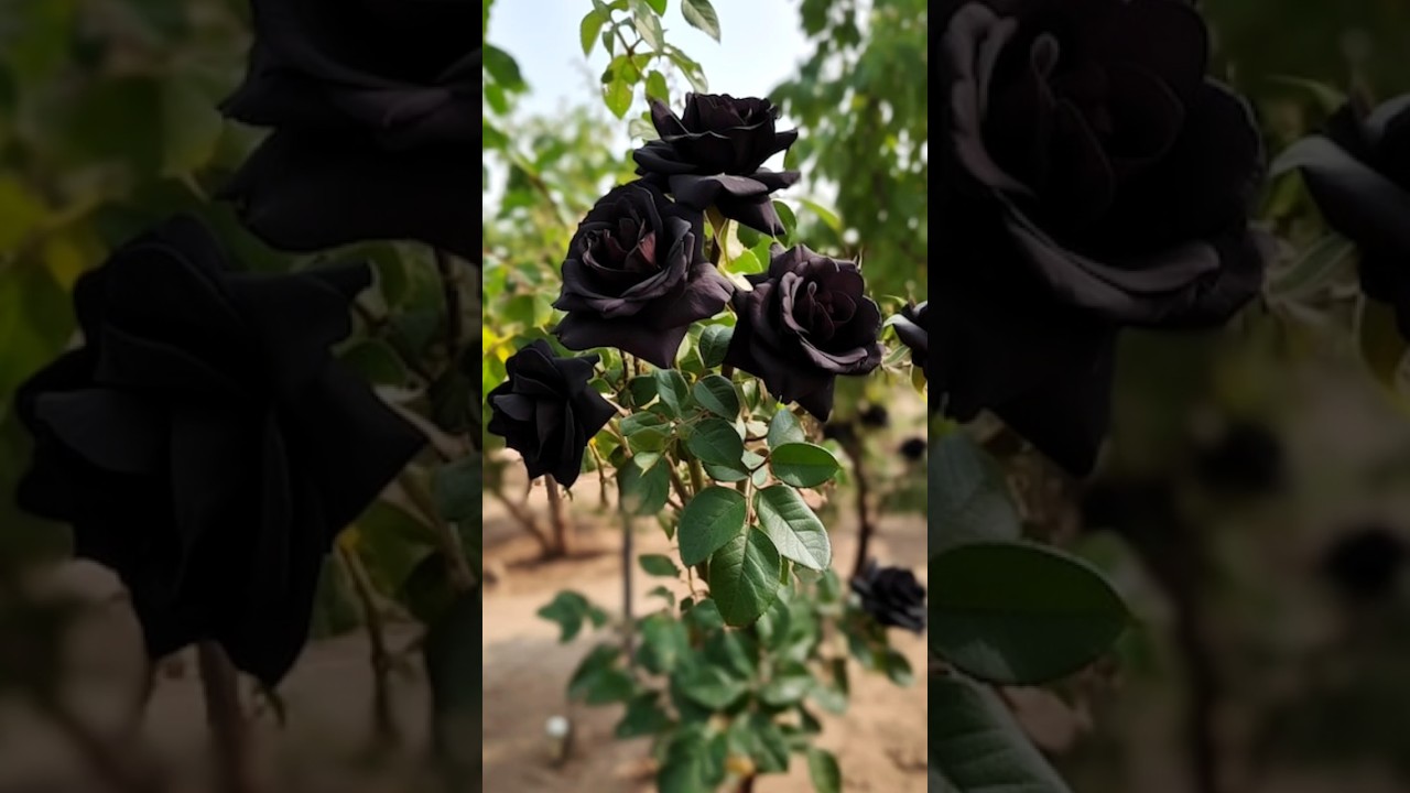 We Propagates a very unique black rose at Home simply #rose #gardening #garden