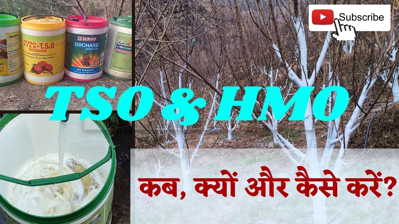 TSO या HMO किसका छिड़काव कब,क्यों और कैसे करें? HMO and TSO in Apple Orchard sprey oils for apple