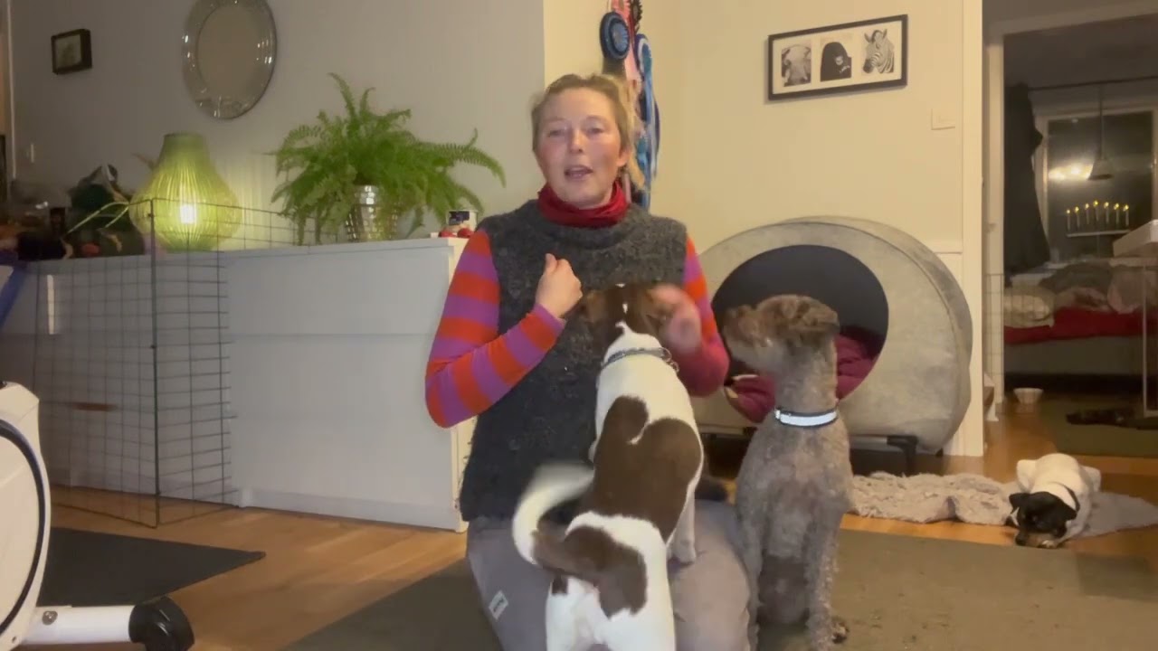 Grundövningar som underlättar vid inlärning av markeringar i specialsök och nosework!