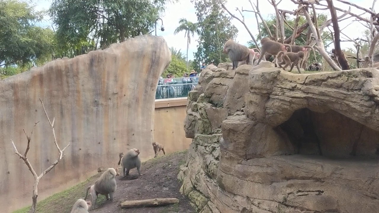 Hamadryas Baboons at San Diego Zoo