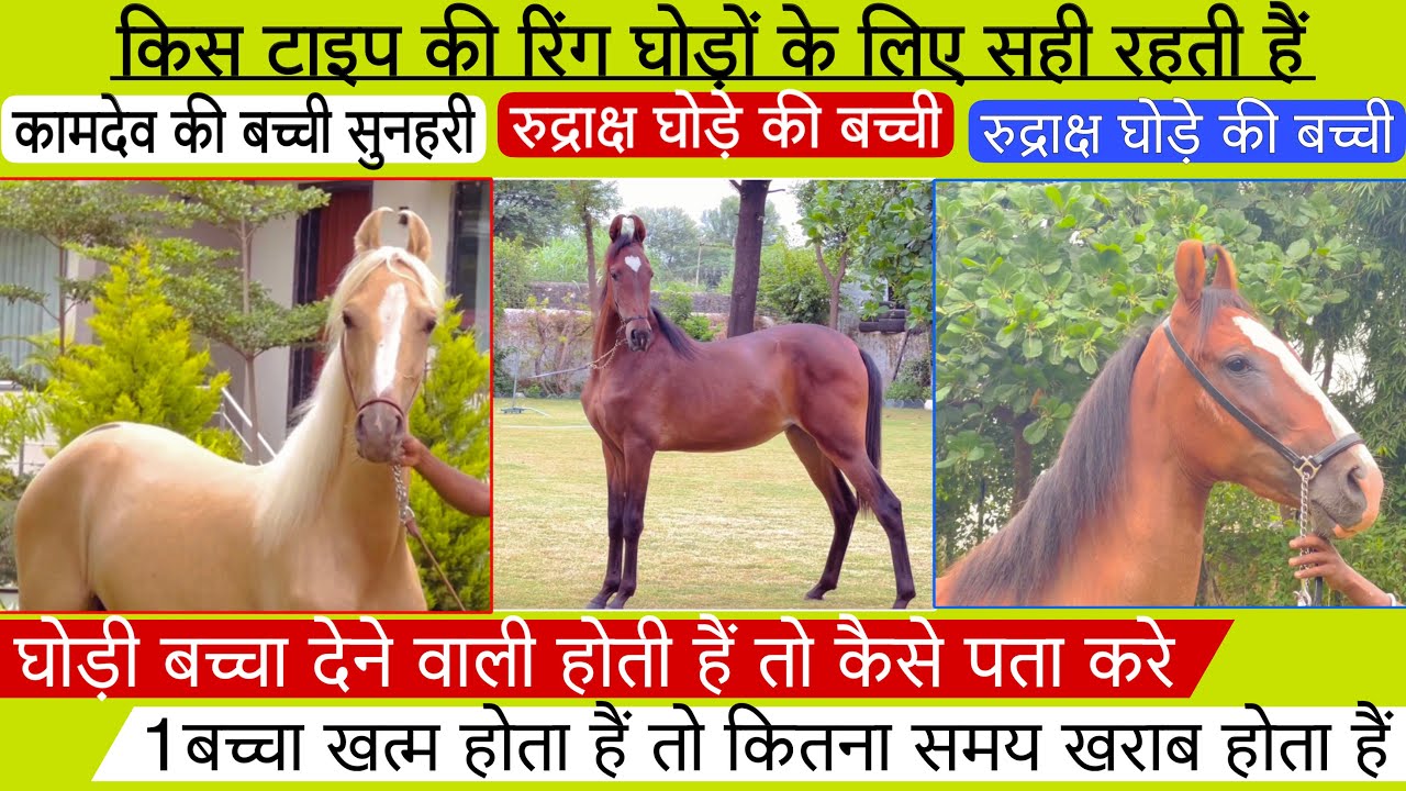 1बच्चा खत्म होता हैं तो कितना समय खराब होता हैं देखिए कामदेव और रुद्राक्ष की बच्ची !