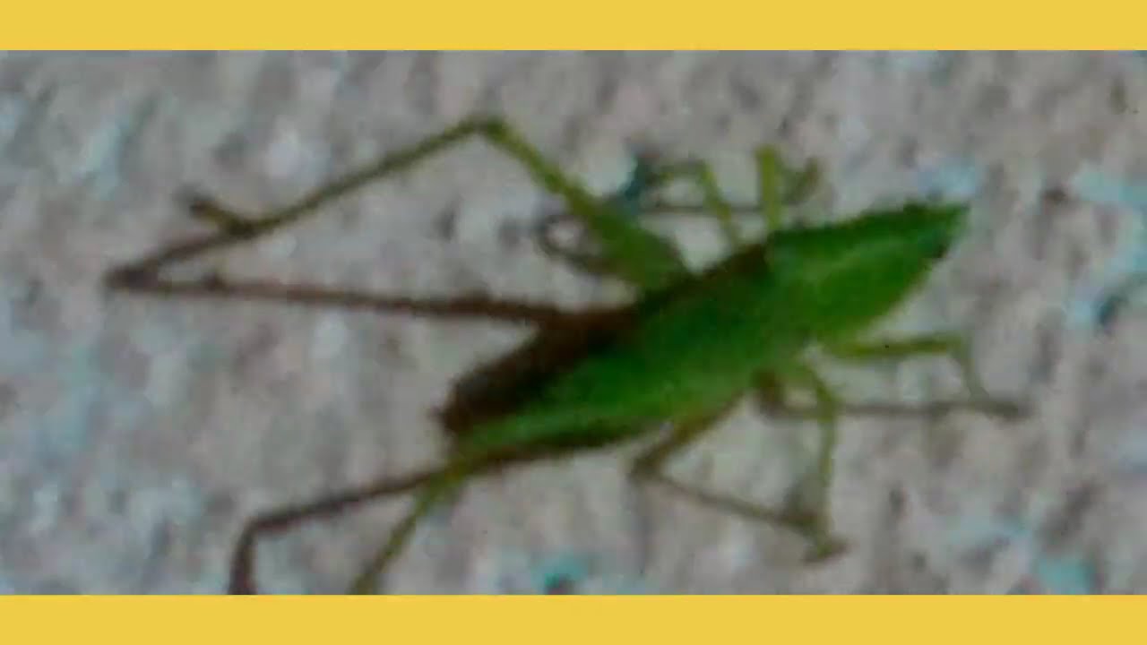 Esperança Verde. ( Hope ) ( Esperanza  )