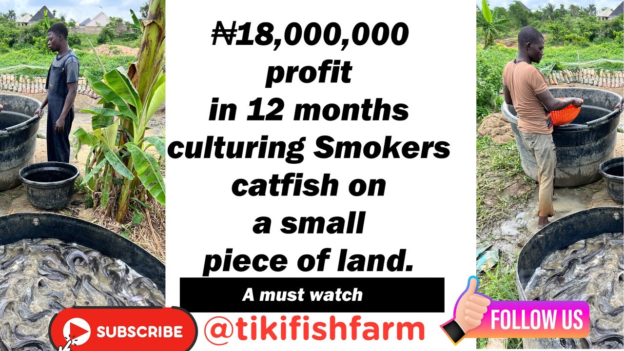 60 tonnes of catfish on 2 plots in 12 months