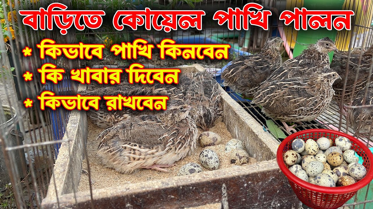 বাড়িতে কোয়েল পাখি পালন পদ্ধতি 💥 কিভাবে পাখি কিনবেন💥 কি খাবার দিবেন How to keep quail birds at home 💥