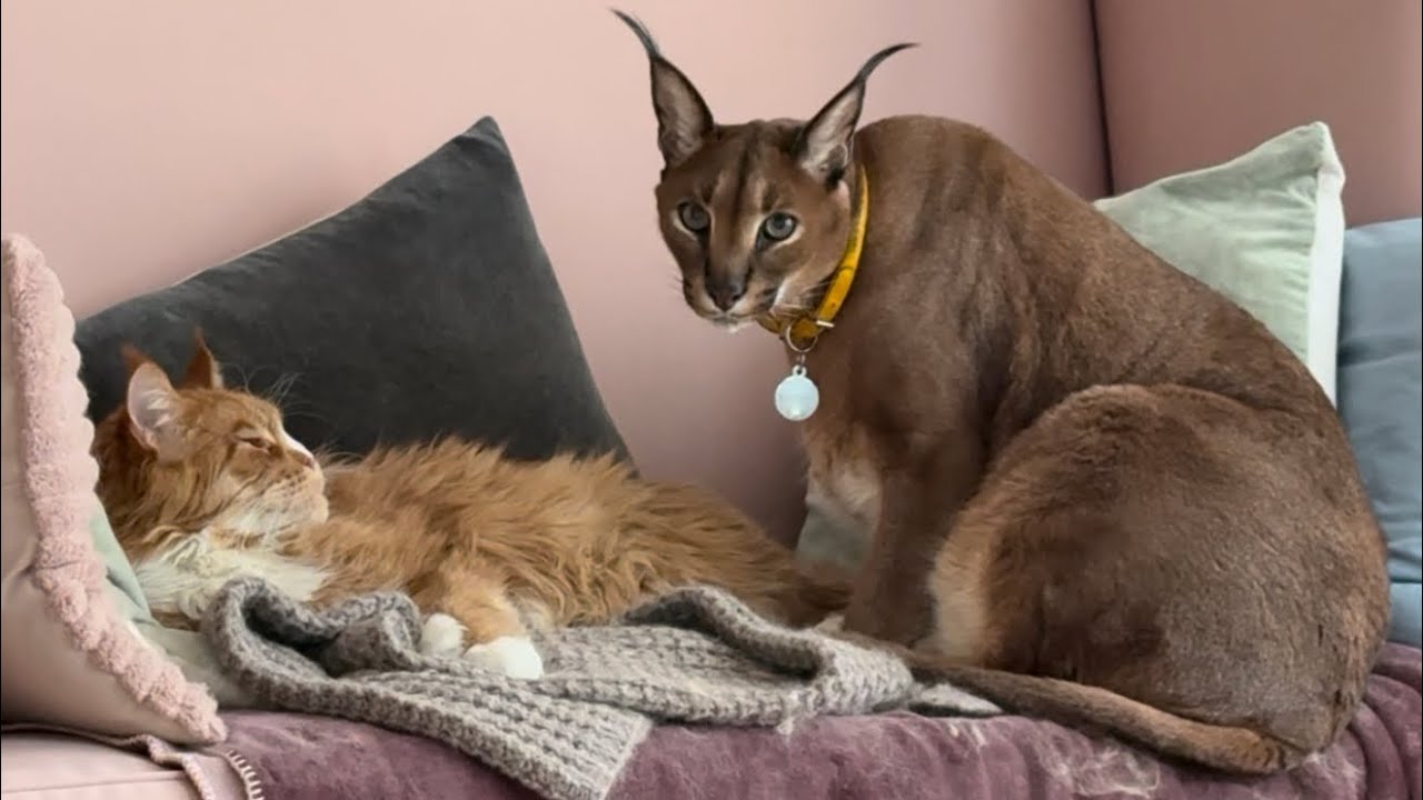 Pumba & Izjuma content dump