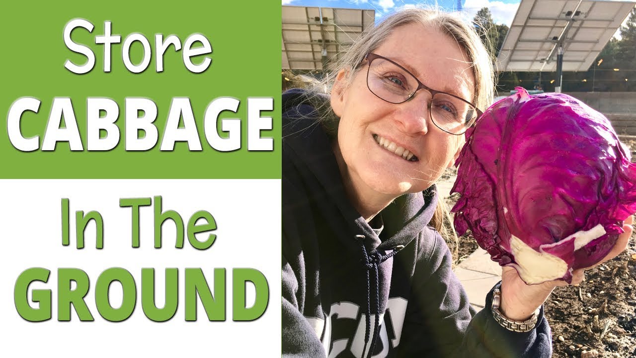 Fresh Cabbage in Winter | Store Cabbage in the Ground