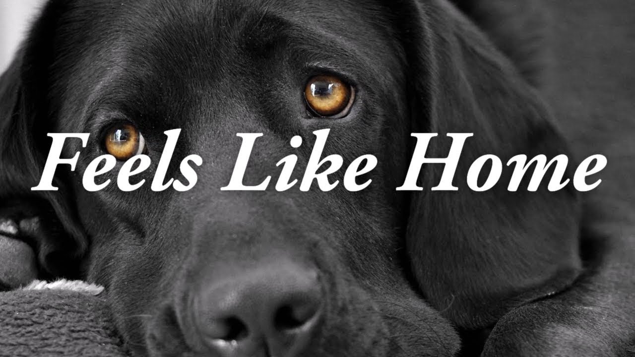 Feels Like Home | Chantal Kreviazuk Karaoke