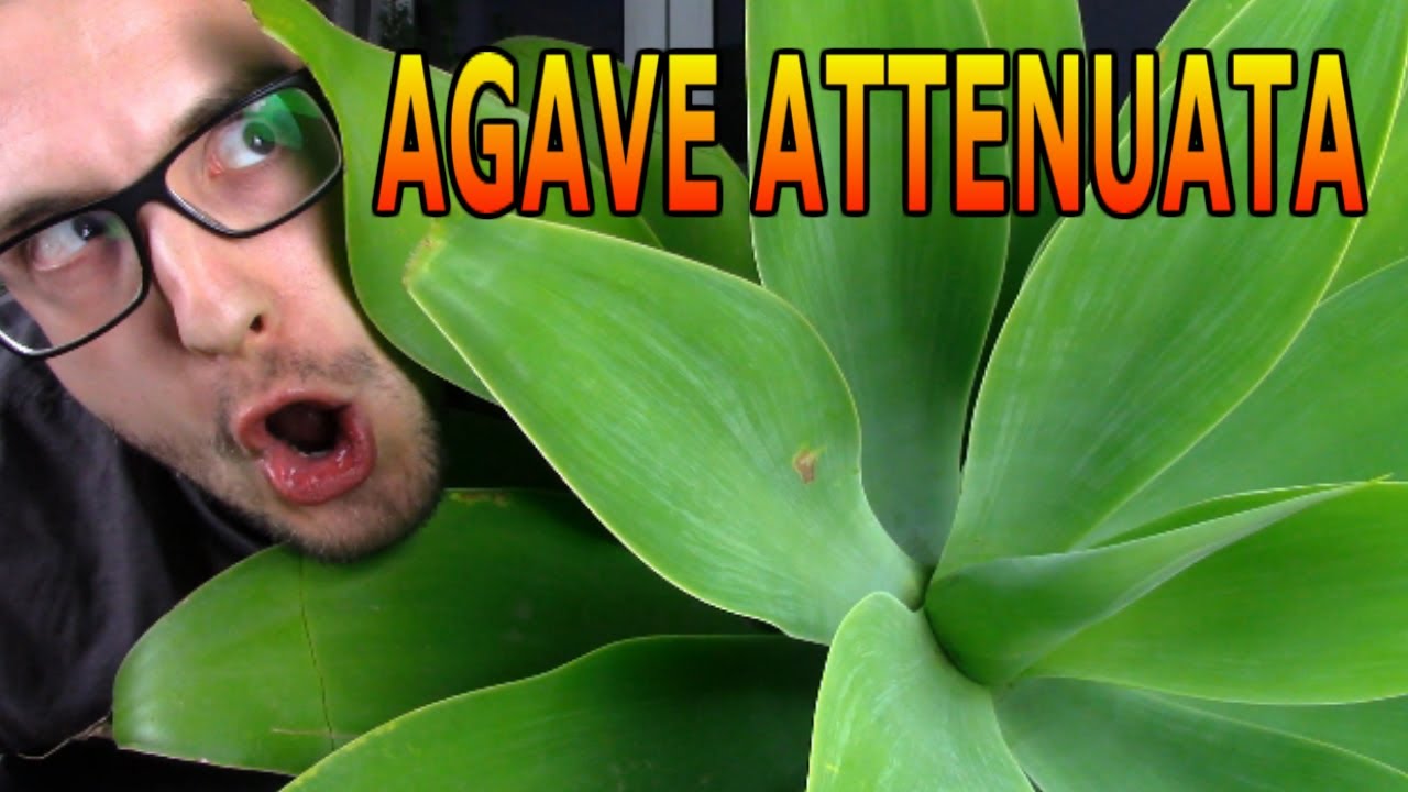 C&oacute;mo cuidar el &Aacute;gave del drag&oacute;n o cuello de cisne (Agave Attenuata)