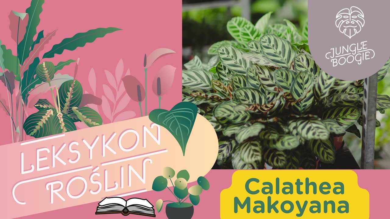 Kalatea makoyana - czy jest trudna w uprawie? Jak o nią dba, by uniknąć podsuszeń i jej nie zabić.