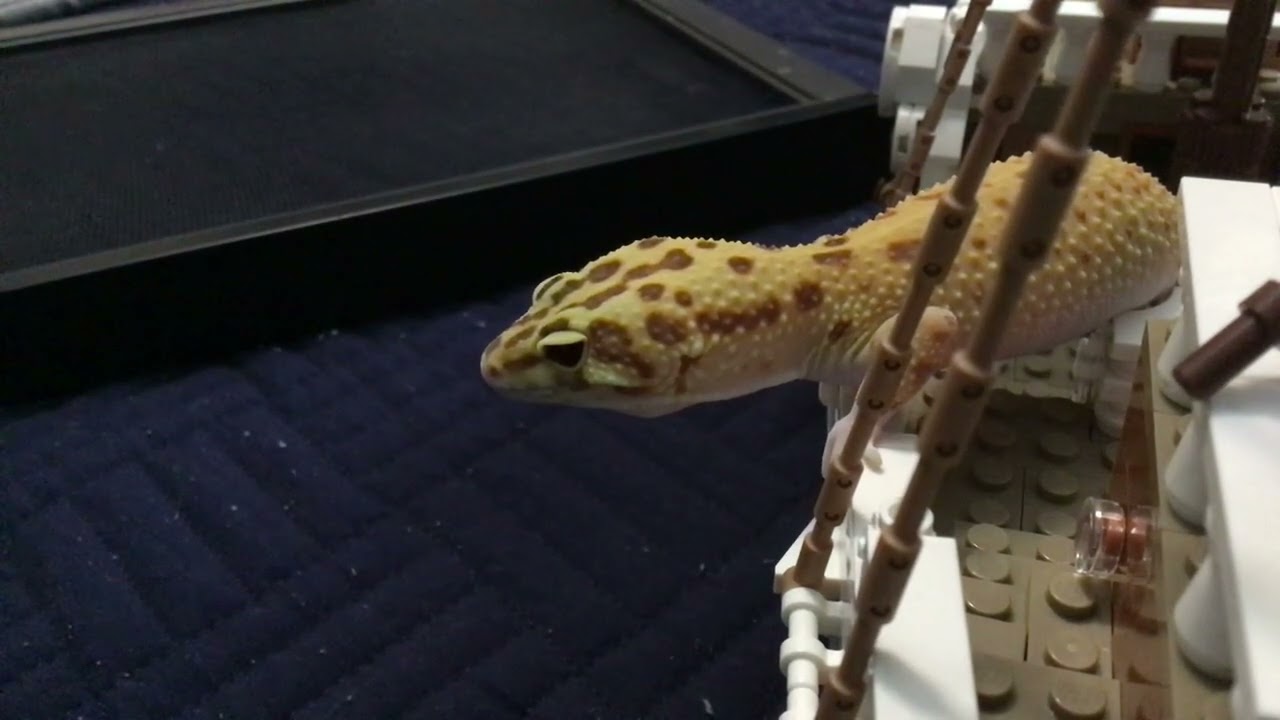 Leo and one piece
