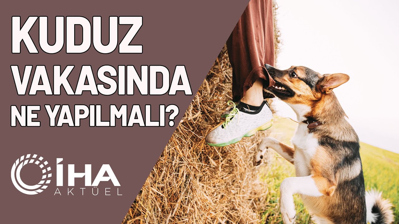 Kuduz Vakasında Neler Yapılabilir?