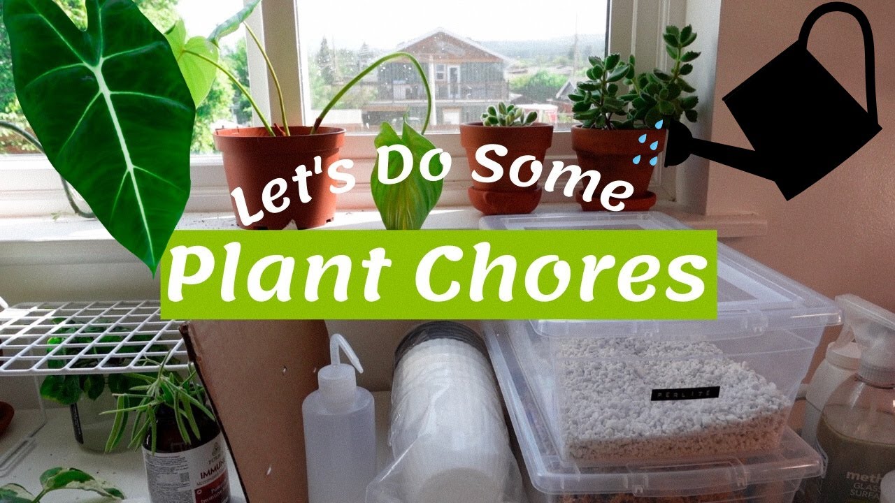 Do Plant Chores With Me | Repotting, tidying plant room, watering, & Thai roots check in