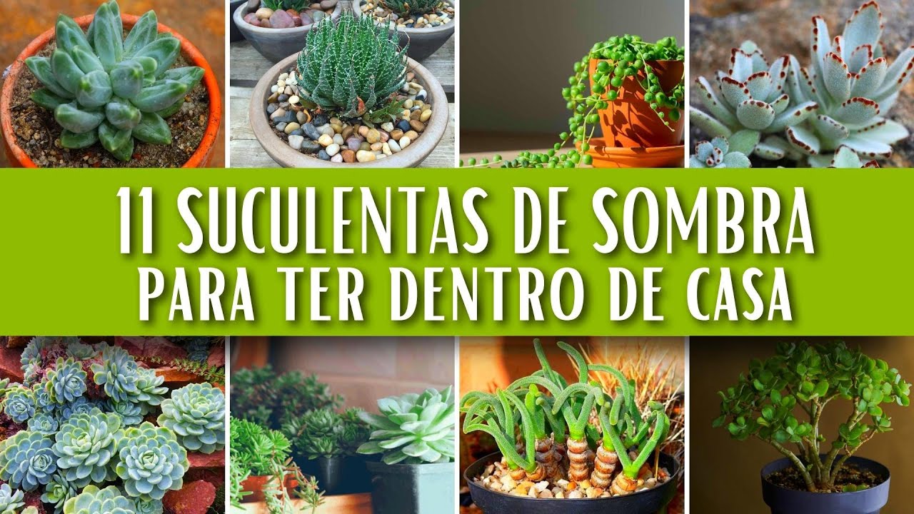 11 Lindas Suculentas de Sombra com Nomes para ter Dentro de Casa - Guia de Jardinagem