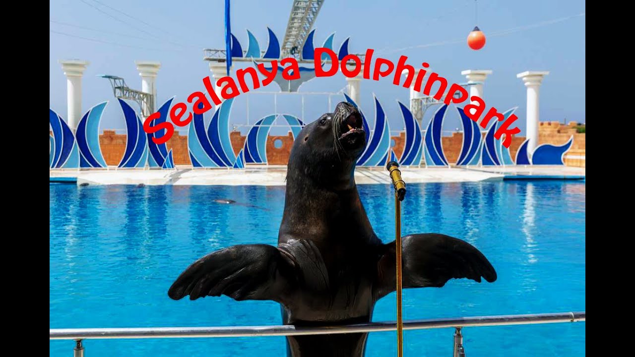 Sealanya Dolphinpark / Dolphin and Seal Show / Turkey (08.2023) HD 4K