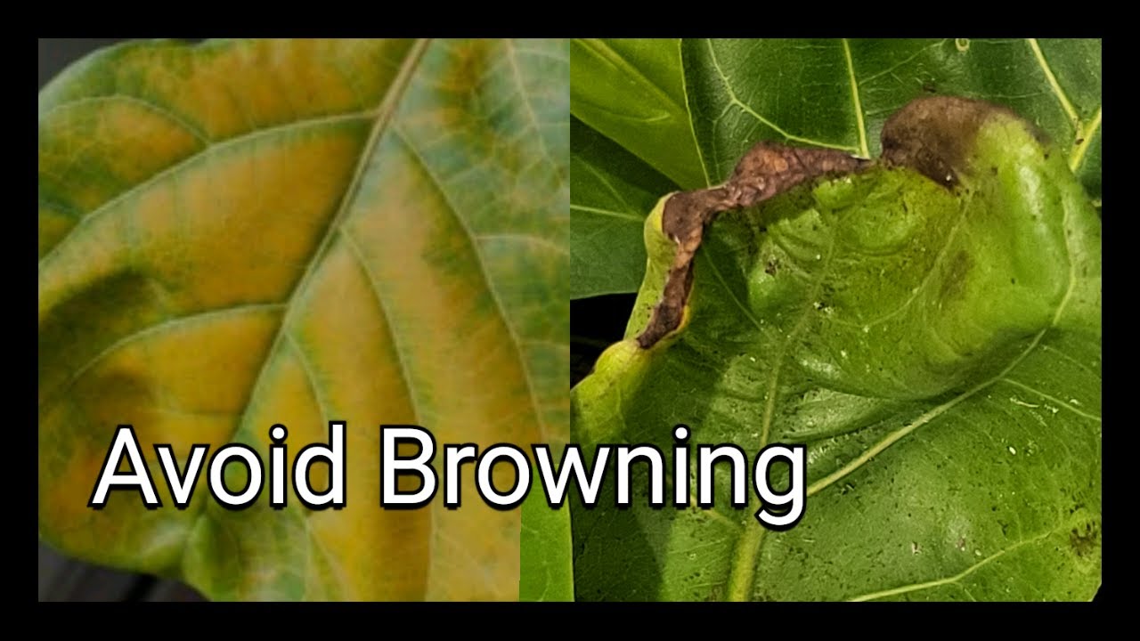 STOP Common Fiddle Leaf Fig Problems  Tips & Tricks
