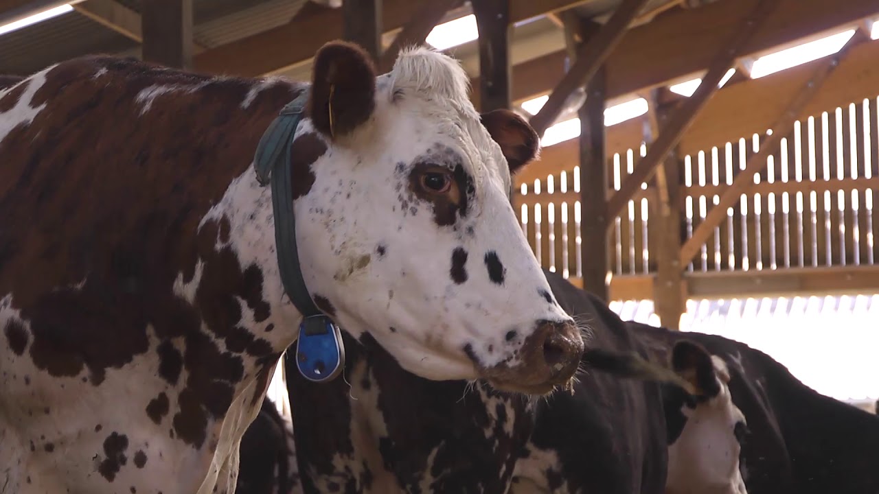 Der Camembert Le Rustique hergestellt in der Normandie