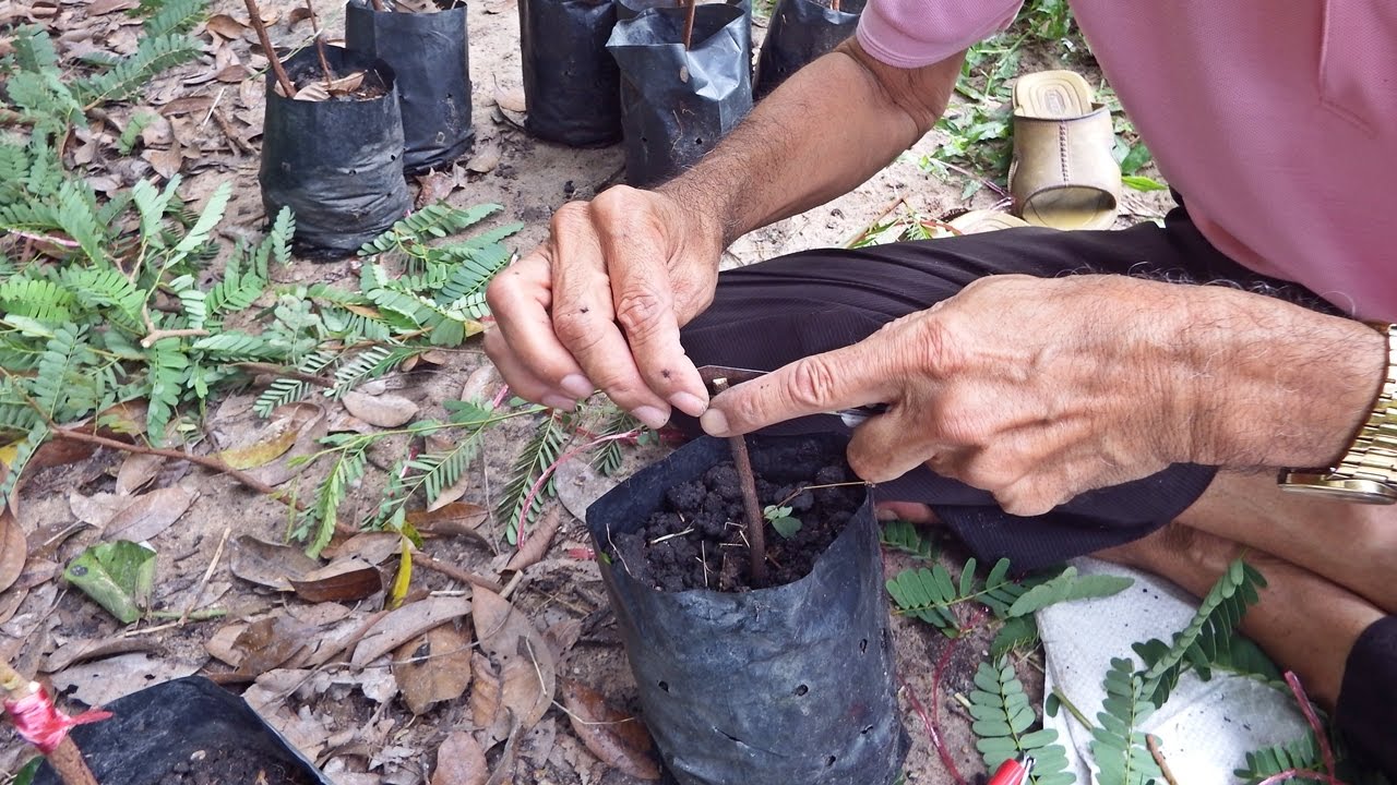 ดูวิธีเสียบกิ่งมะขาม ลดปัญหามการกลายพันธุ์