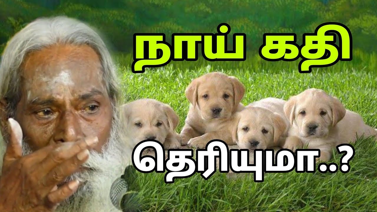 நாய் கதி தெரியுமா..? | Nithyananda Swamigal | GuruNithyam TV