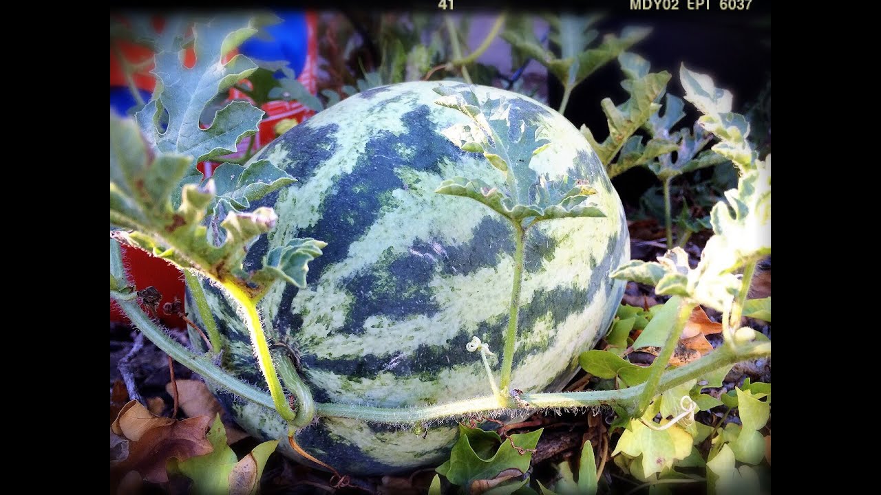 My Orangeglo Watermelon Harvest - 2014-10-03