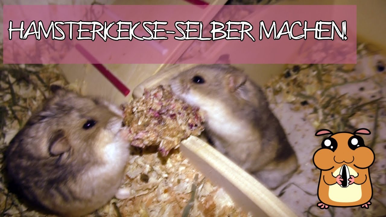 Hamsterkekse - selbst gemacht!