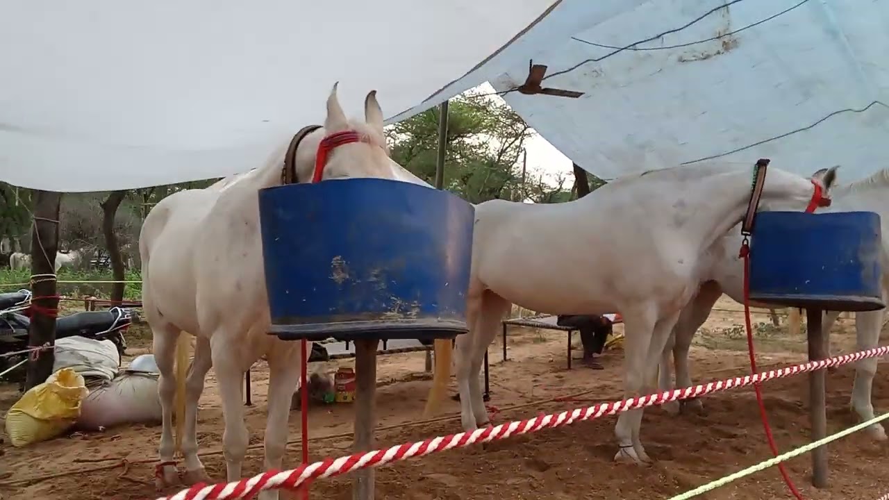 भारत का घोड़ियों का प्रसिद्ध मेला जिला महेंद्रगढ़ हरियाणा में। Indian horse price festival high rate