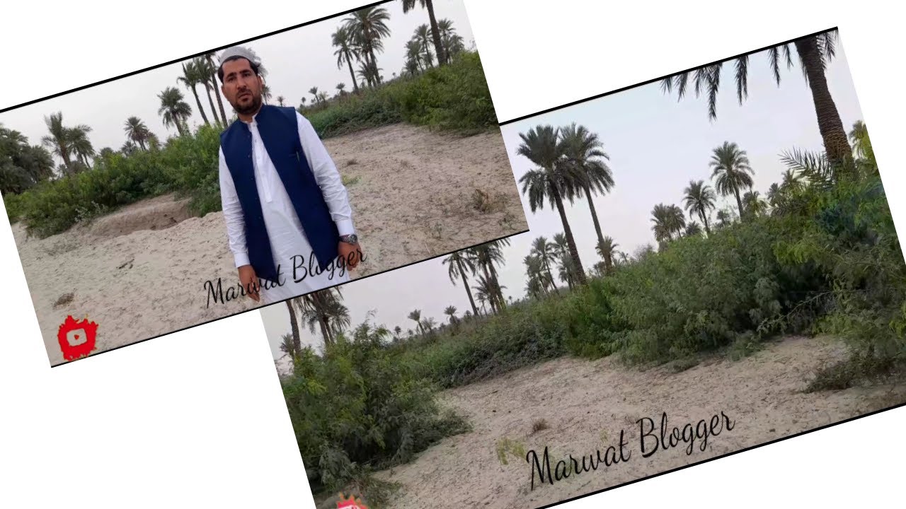 Date Garden In Kachi Kamar/Date Farming In Pakistan/KAJHORO KA BAGH