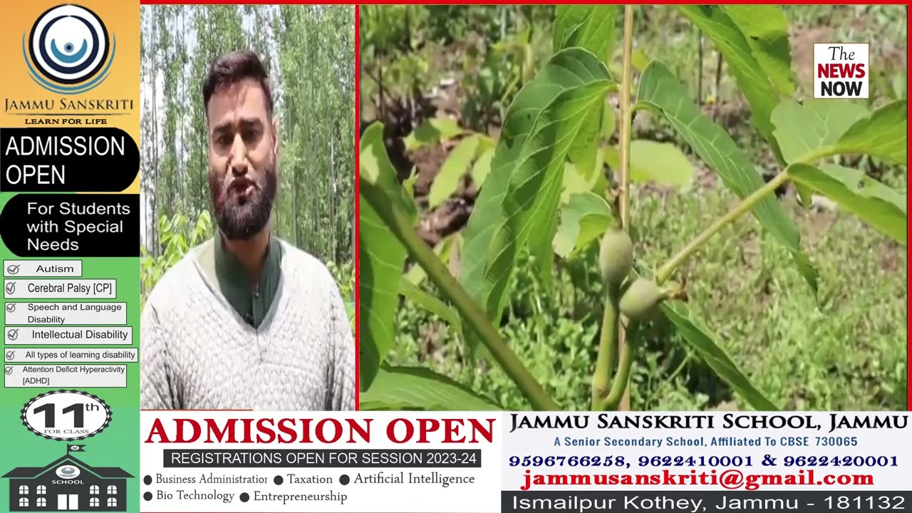 Kashmir: No Market Available for the sale Of Walnut Trees; Growers Seek Government's support