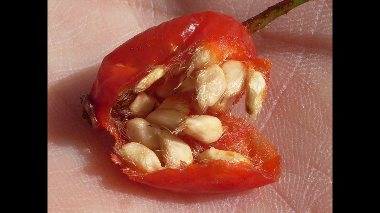 Growing Roses From Seed (Part 2)