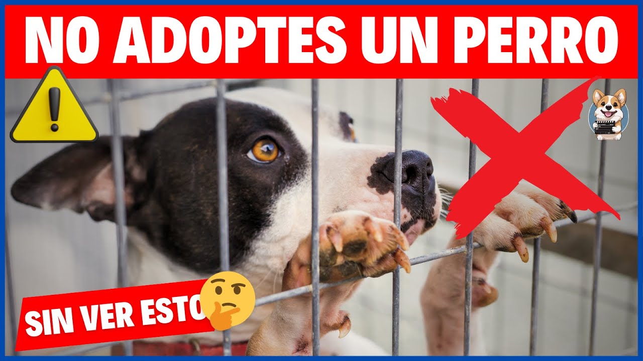 &iexcl;Antes de Adoptar un Perro, Debes Saber Esto! 🐾 🐶
