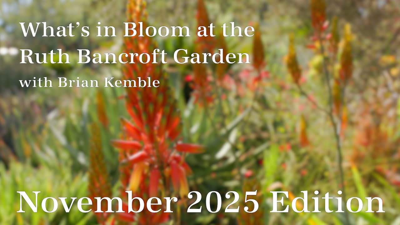 What's in Bloom at The Ruth Bancroft Garden (November  2025)