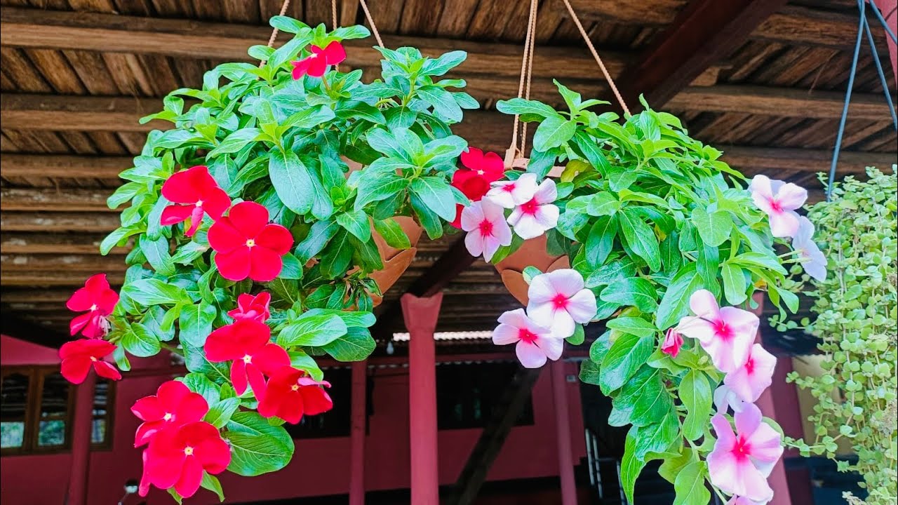 क्या आपको भी बेलवाले सदाबहार के फूलों के बीज चाहिए# Do you also have hanging vinca #shoping video