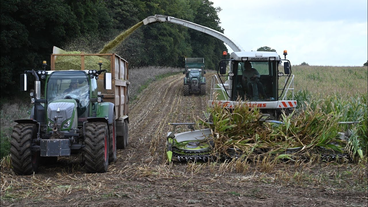 Maize Harvest 2025 - Claas Jaguar 870 and Fendts & Case IH Carting