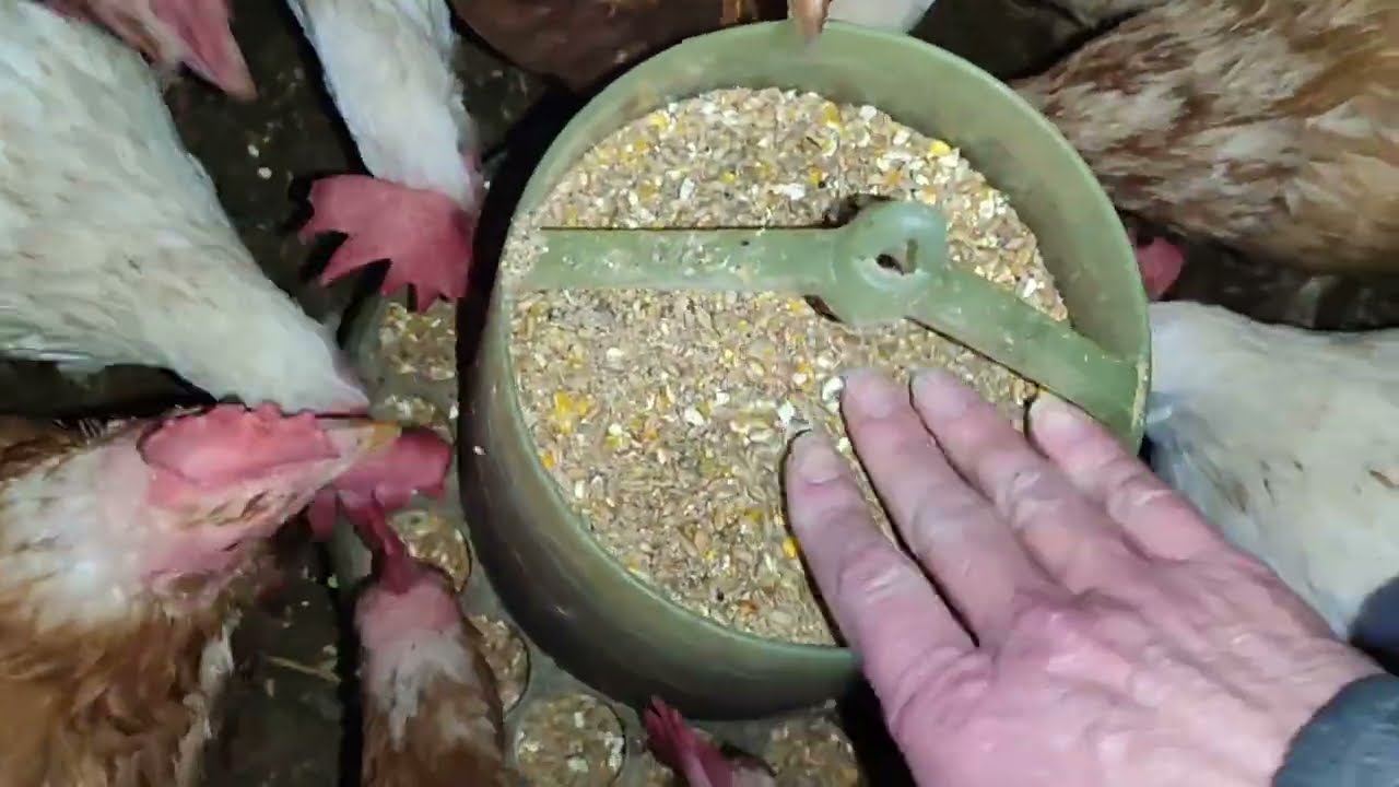 СБОР ЯИЦ🥚.И НОЧНОЙ ДОЗОР🧐