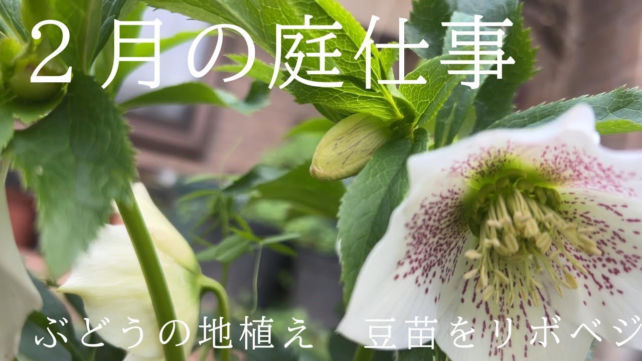 ２月の庭仕事　ぶどうの地植え　豆苗のリボベジ