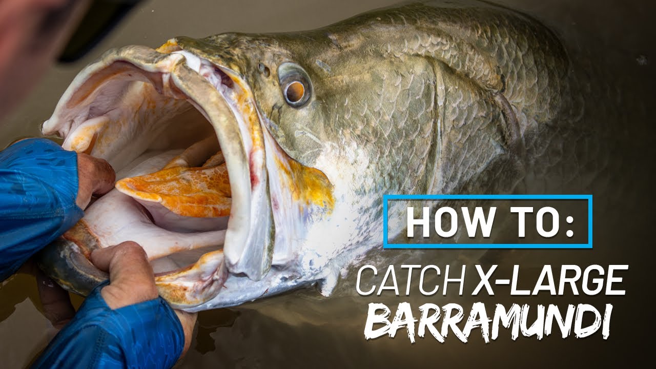 Barramundi | How to: Tips & Tricks with Coby Pascoe