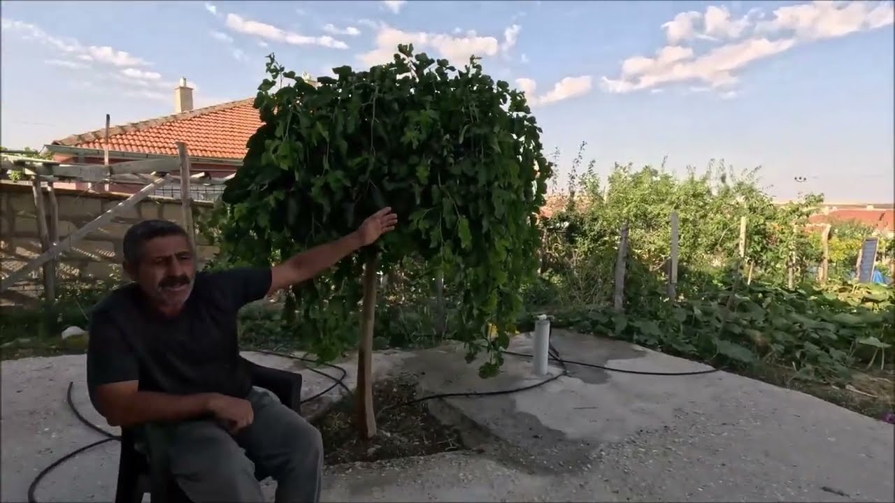 Mahmudê Hesî Besê [Mahmut Bingül]  - Xalîkan Raşî-Karacadağ Kulu Konya - 09.08.2023