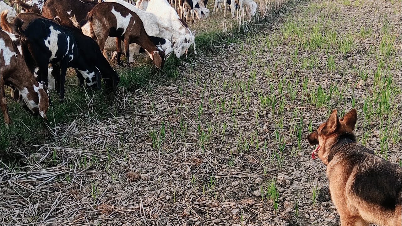 Late Afternoon Grazing: My German Shepherd Herding Goats in the Fields | Live