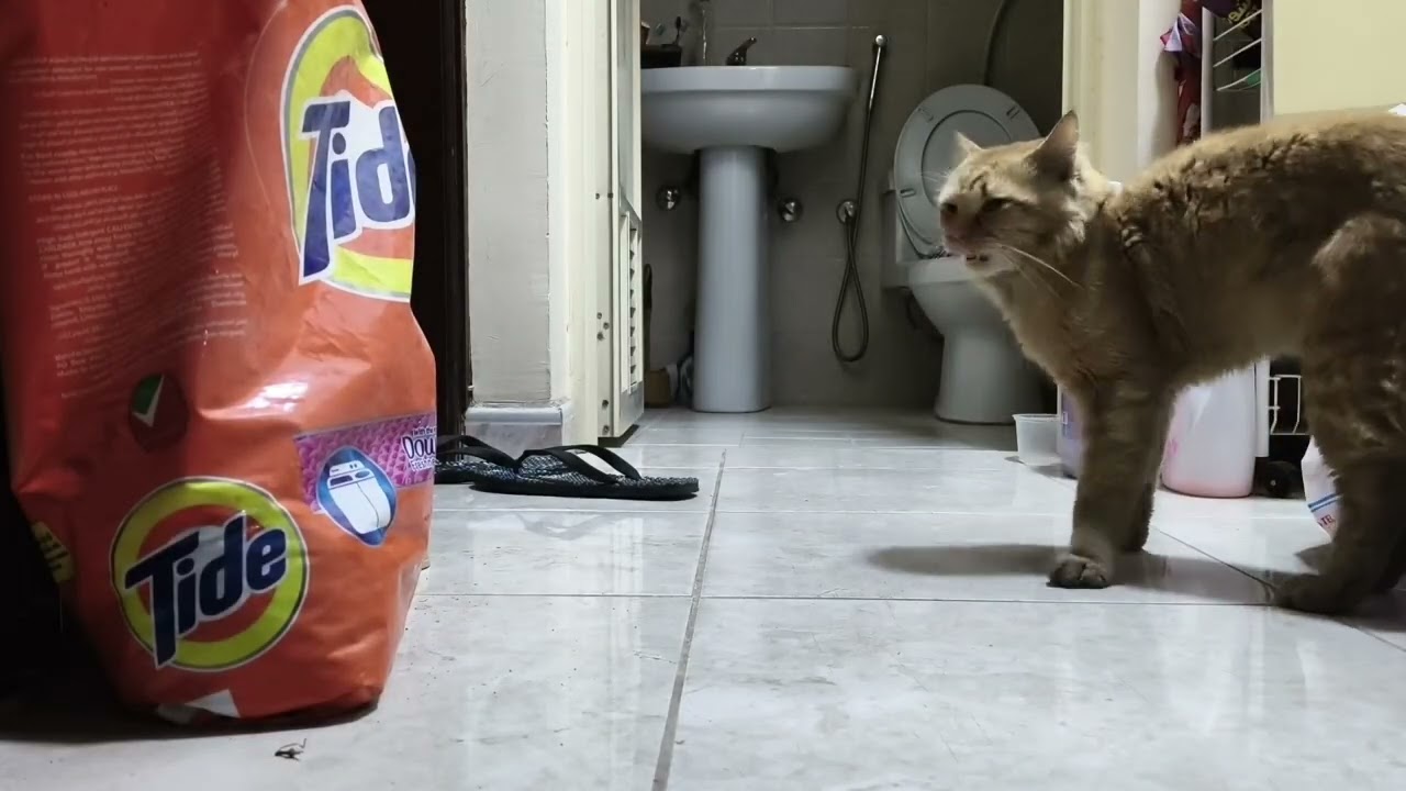 Day-7 After 4 days My First Buddy Visit Again to My Room And Eat His Dinner🥰