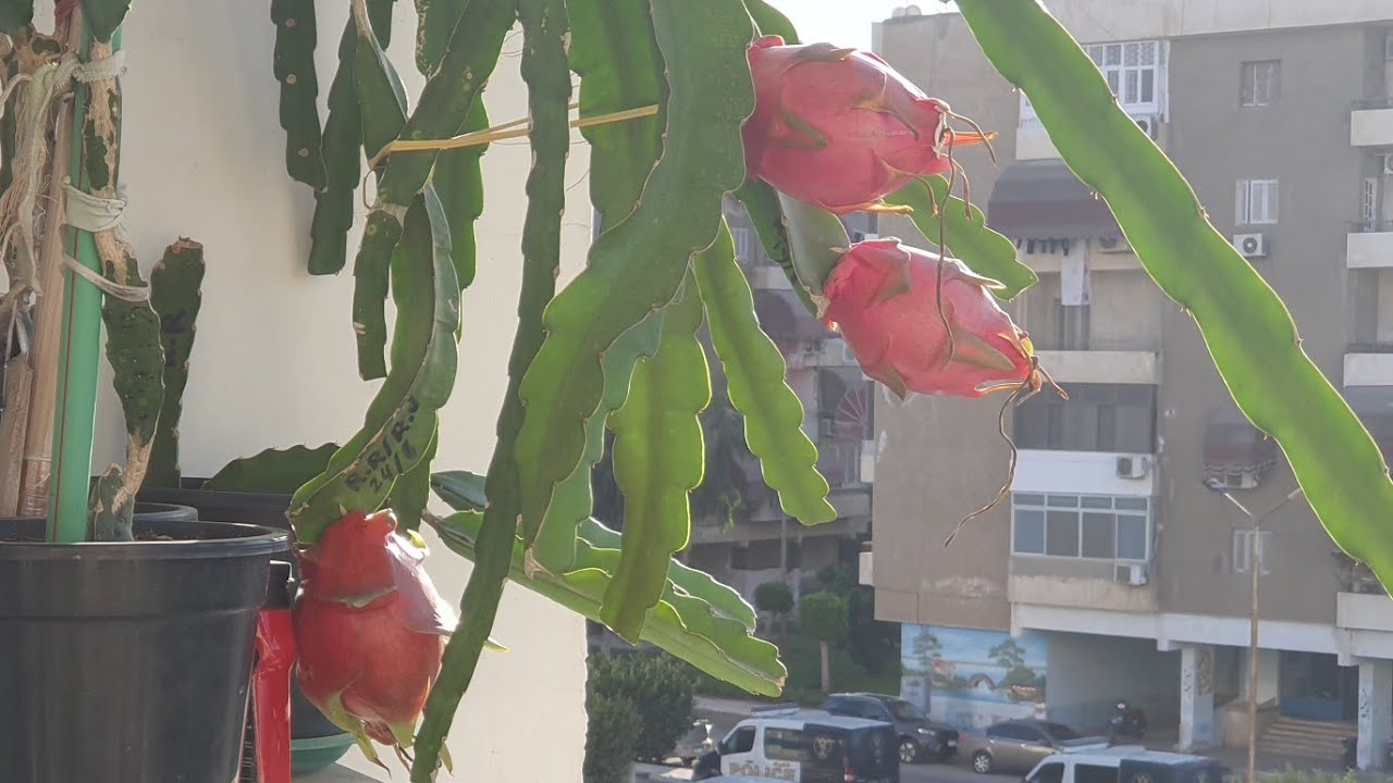 قطف أول ثمرة بعد ١٧ شهر من زراعة الدراجون فروت،1st fruit seventeen months from planting Dragon Fruit