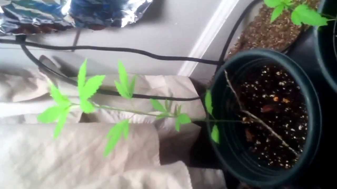 Growing weed indoor (LoudPlants)