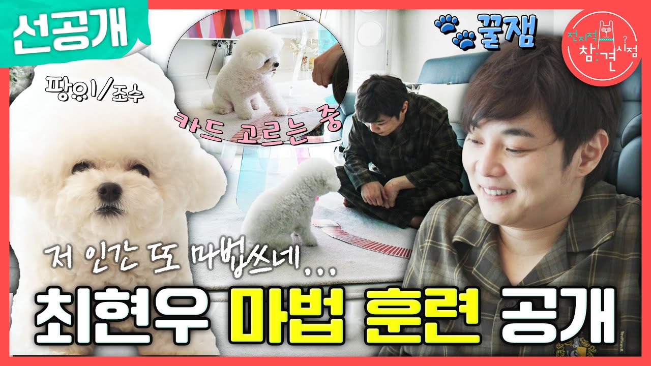 [전지적 참견 시점] 그 마술사에 그 강아지?! 마술로 훈련하는 최현우와 찰떡같이 알아듣는 천재 강아지, 팡이🐶, MBC 241109 방송