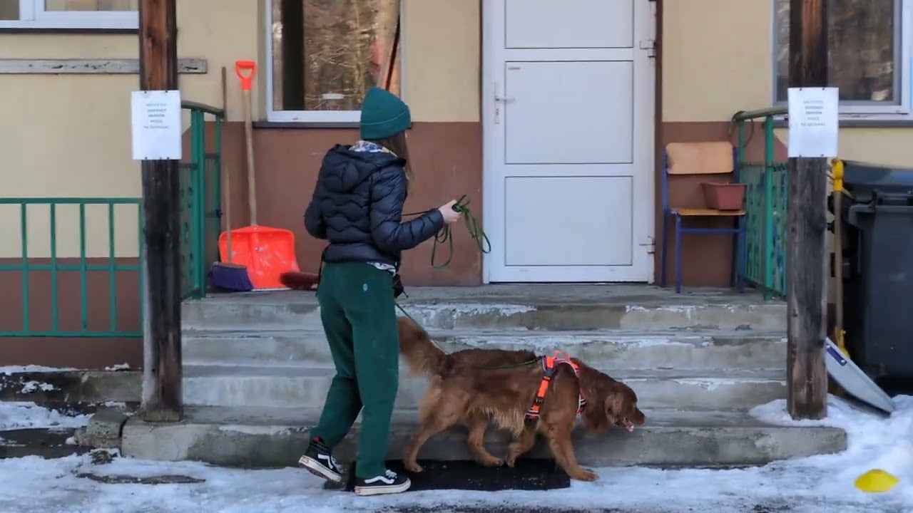 2026.01.17 Zawody Nosework Polska w Zakopanem z Psinoskiem klasa 1 obszar  zew. Anna i Rasti